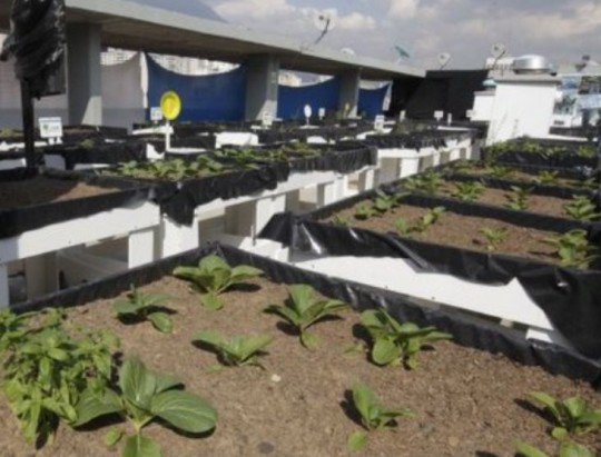 Agricultura Urbana