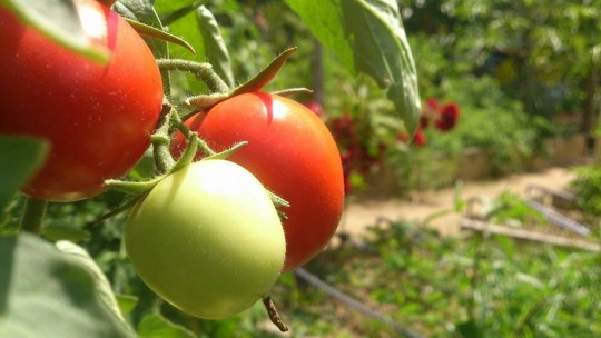 Agricultura