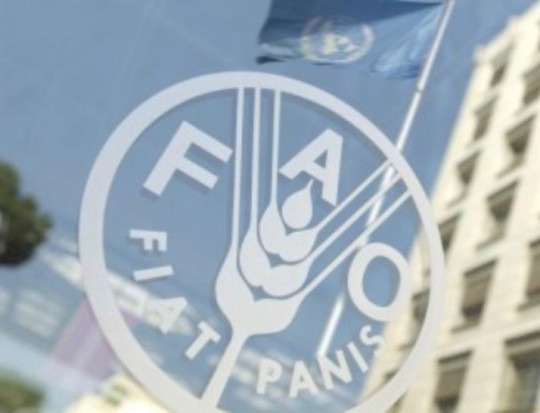FAO