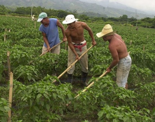 Campesinos