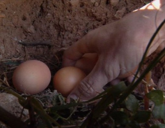 Huevos de gallinas