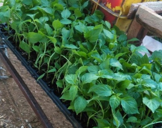 Agricultura Urbana