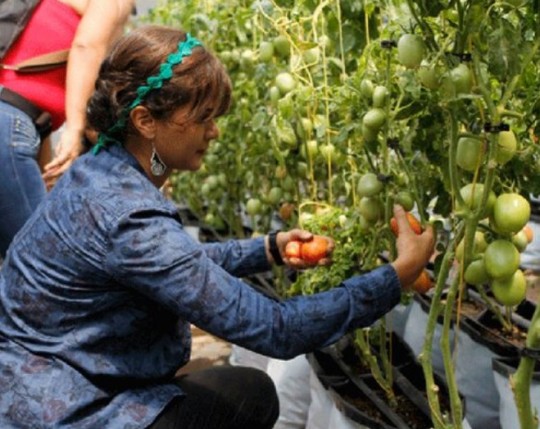 Agricultura Urbana