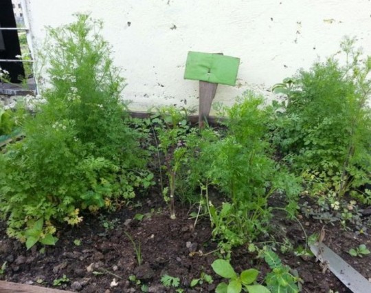 Cilantro