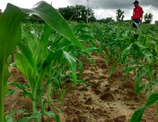 Pdvsa Agrícola