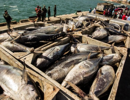 Pesca y acuicultura