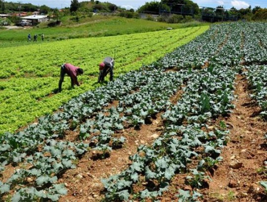 productores