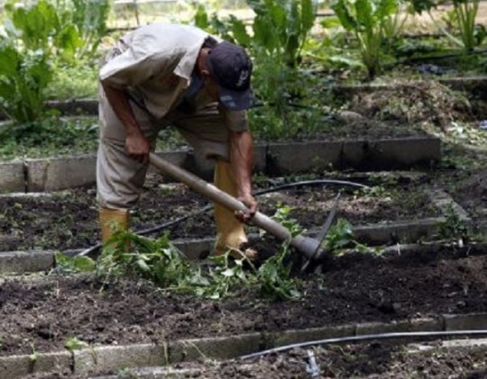 Agricultura