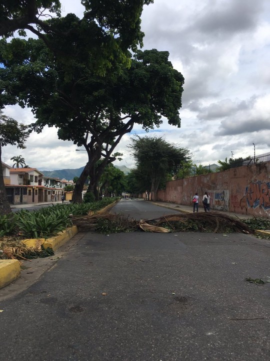 Plantón