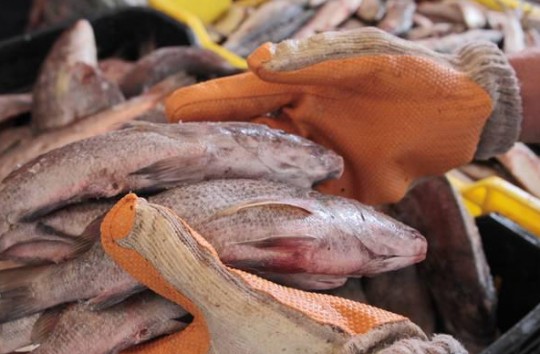 pescado