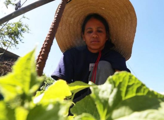 campesinos