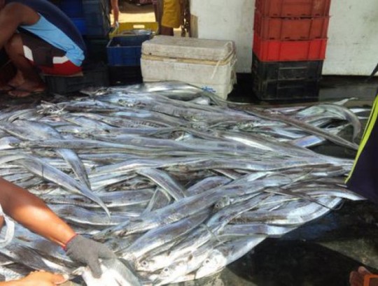 pesca
