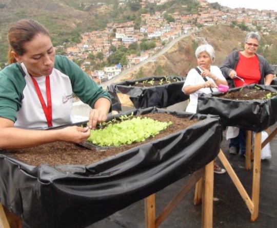 techos verdes