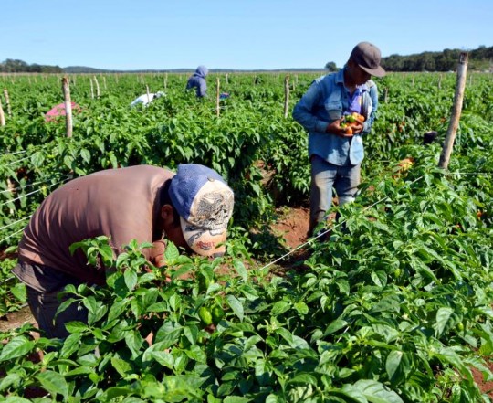 produccion-agricola-venezuela